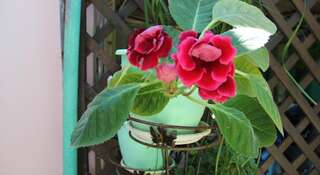 Гостиница Guest house on Ulianovskaya Геленджик Двухместный номер с 1 кроватью и собственной ванной комнатой-2